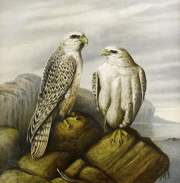 Joseph Wolf Gyr falcons on a rocky ledge